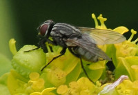Musca-autumnalis